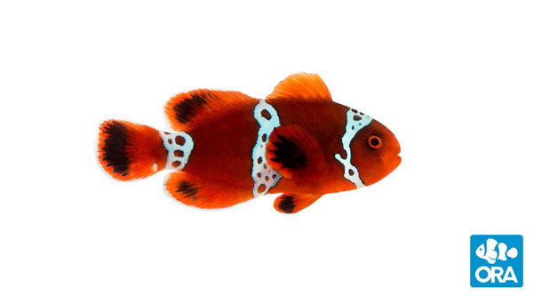 Lightning maroon clownfish from ORA