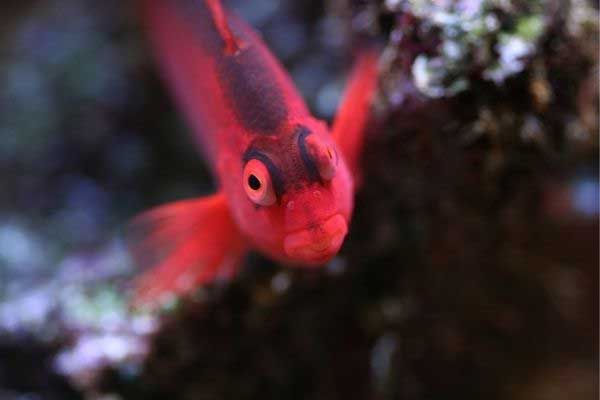 Close up of the face of a flame hawkfish