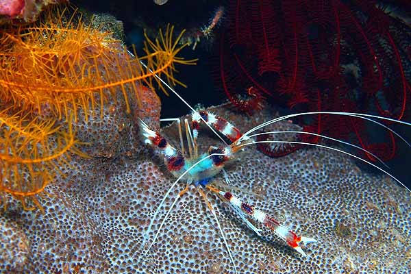 coral banded or boxing shrimp on reef floor