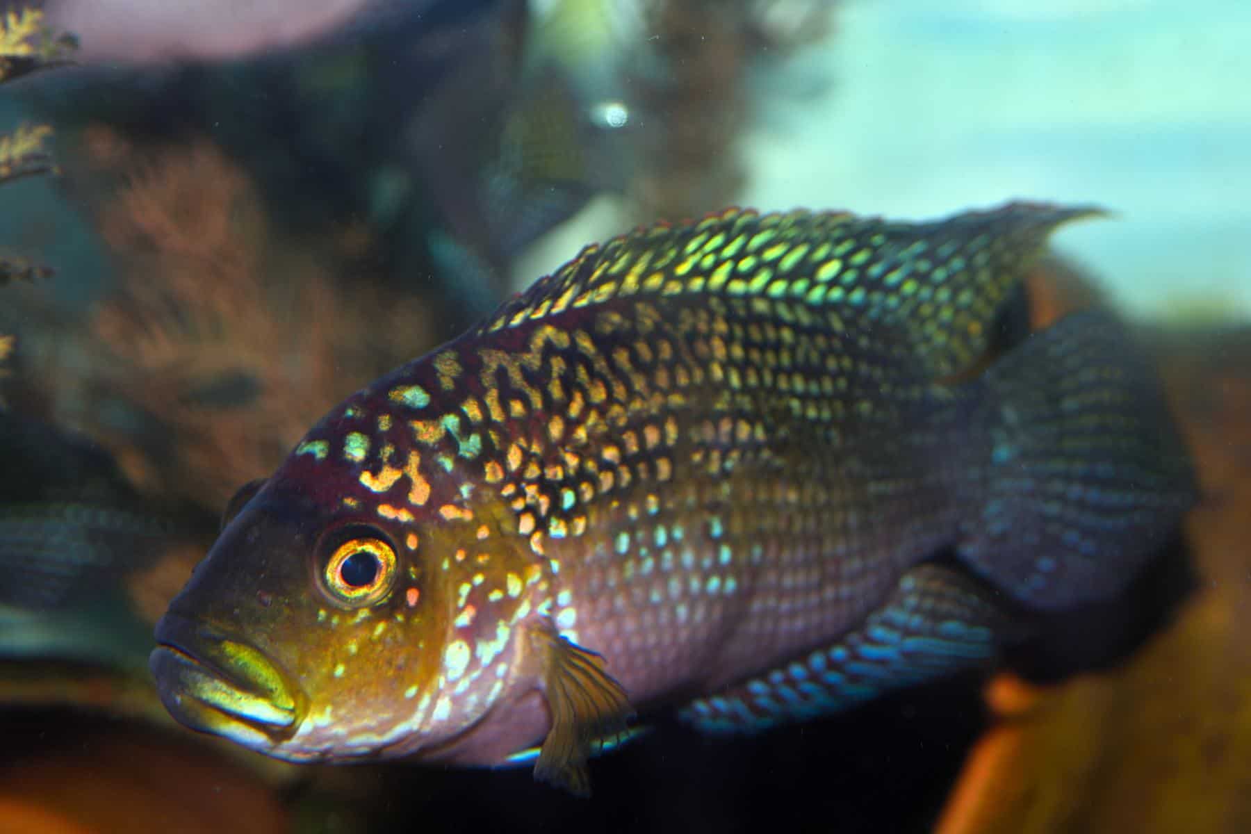 close up shot of jack dempsey fish in aquarium