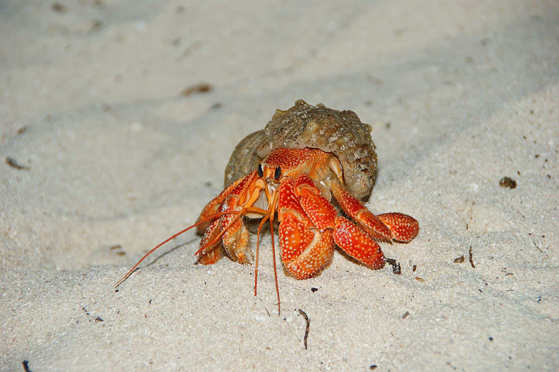 strawberry hermit crab