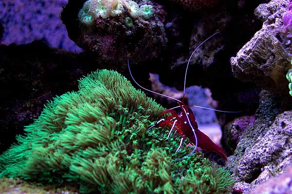 reef aquarium with fire shrimp