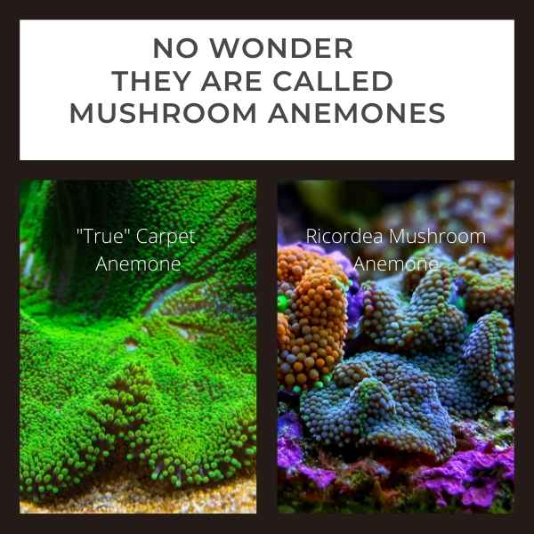 side by side images of a true carpet anemone and a mushroom anemone