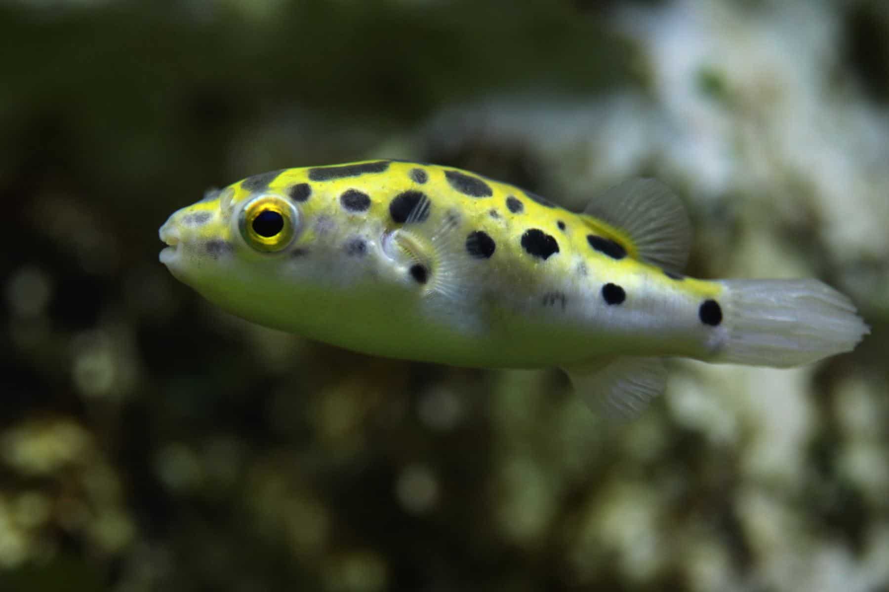leopard puffer fish in aquarium