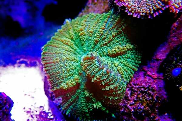 green mushroom coral early stages of splitting
