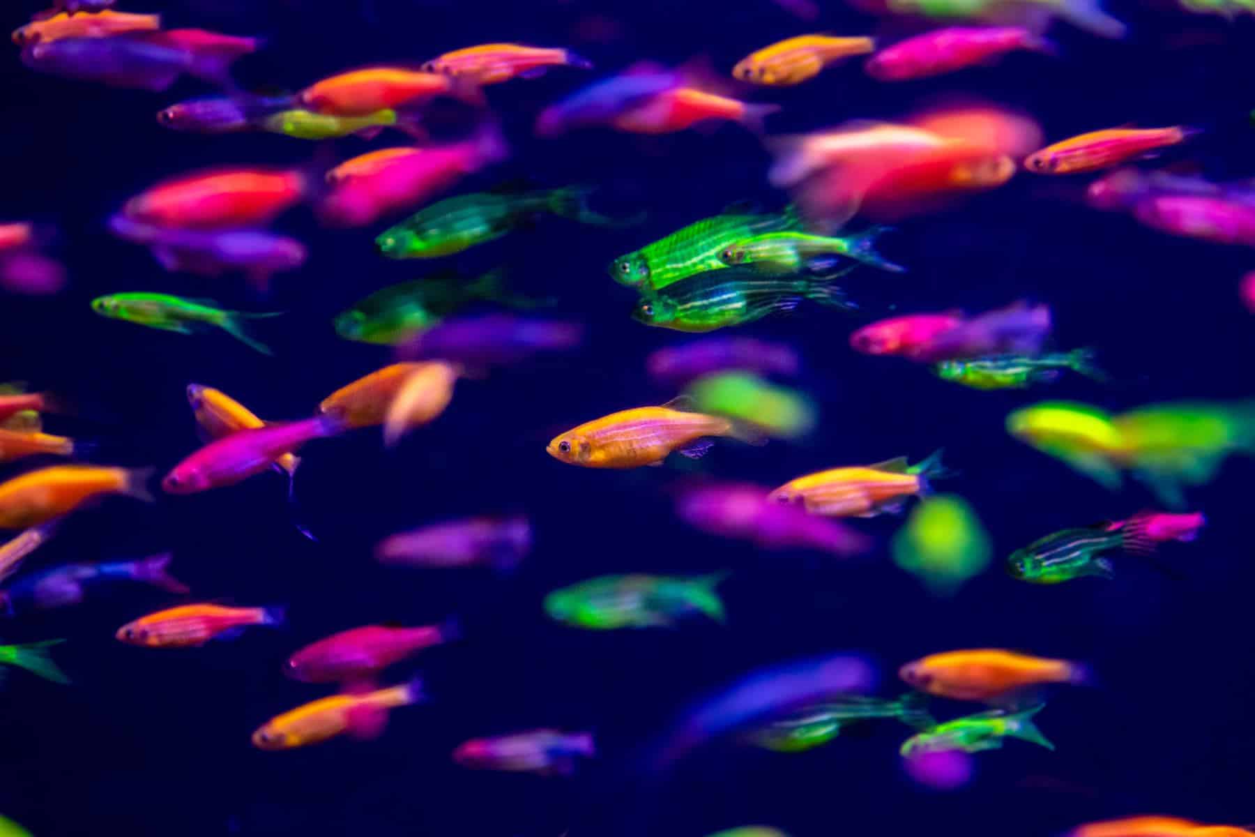 glofish danio tank mates
