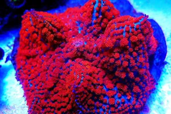 Brilliant red Rhodactis mushroom on a frag plug