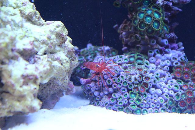 Peppermint Shrimp & Zoanthid