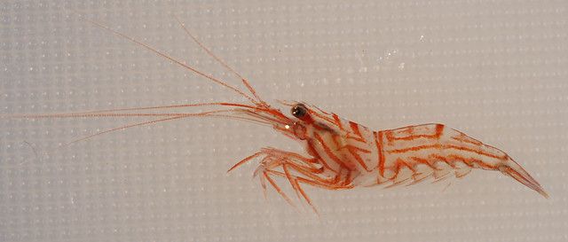 Lysmata_wurdemanni_(I0560)