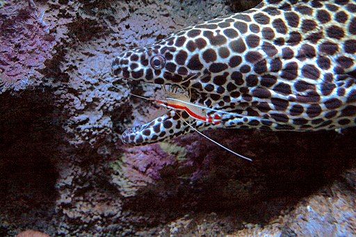 Cleaner shrimp cleaning saltwater fish moray eel