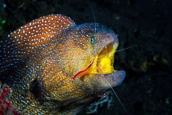 scarlet skunk cleaner shrimp cleaning parasites out of the mouth of a moray eel