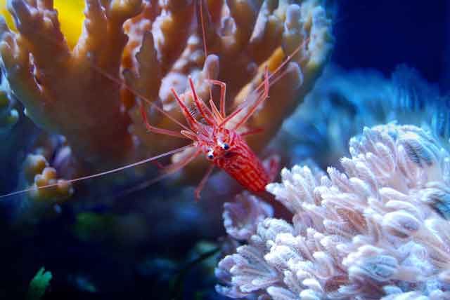 Peppermint shrimp