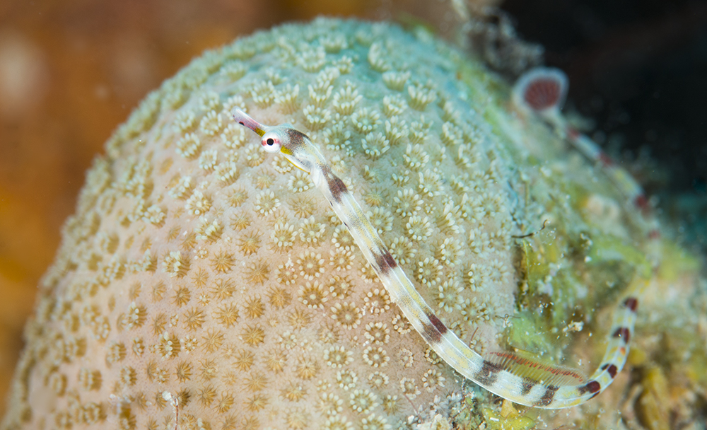 Indian Ocean Indian Ocean