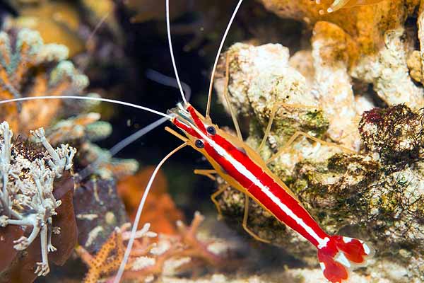 Cleaner shrimp