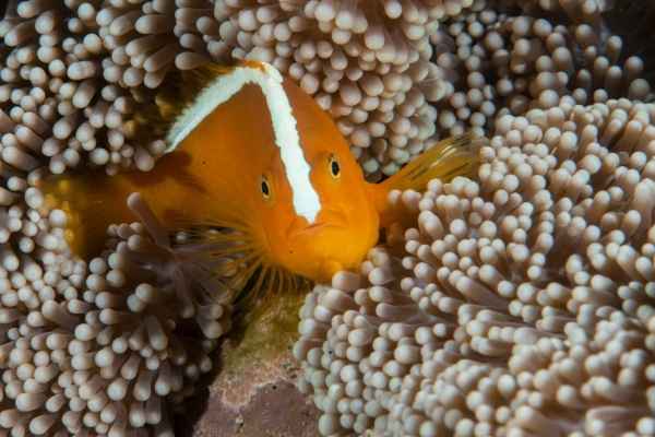 orange skunk clownfish in an anemone faced forward