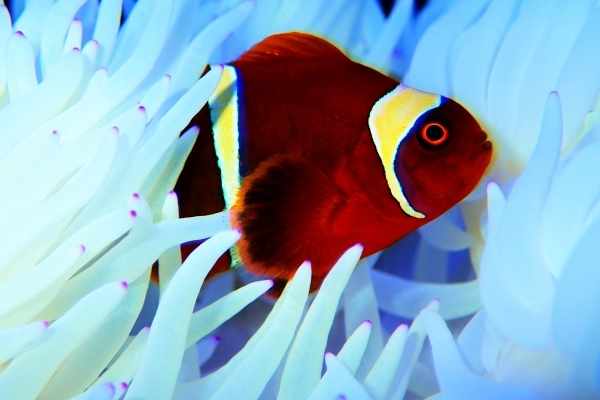 Gold striped maroon clownfish