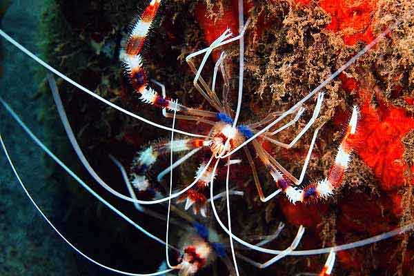 coral banded shrimp pair