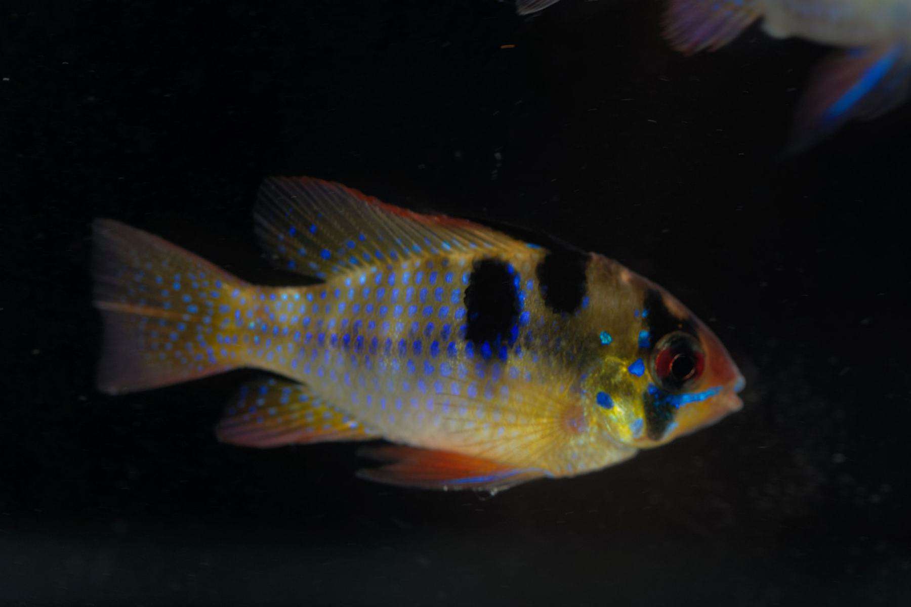 mikrogeophagus ramirezi species