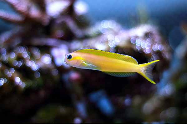 Ecsenius midas in a large saltwater aquarium