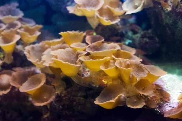 mushroom coral colony in low level lighting
