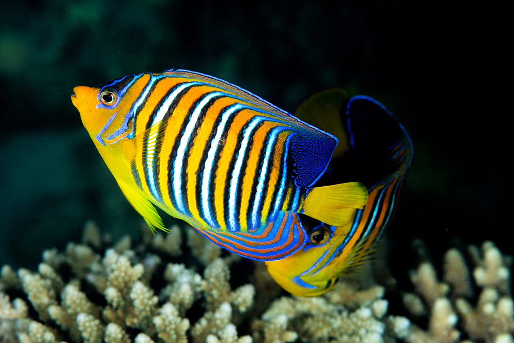 Royal angelfish Royal angelfish