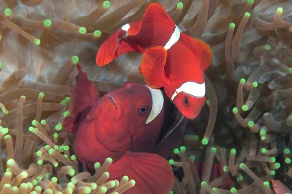 female maroon clownfish much larger than male