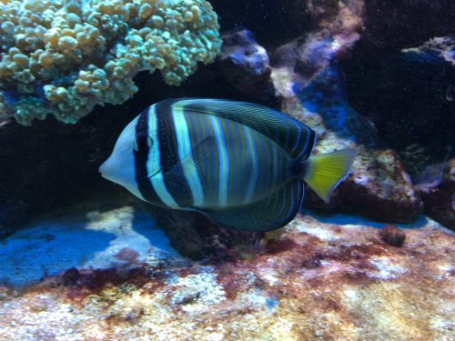 chemical additives red slime algae cyanobacteria in reef tank