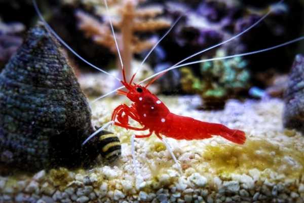 Fire shrimp clean up crew