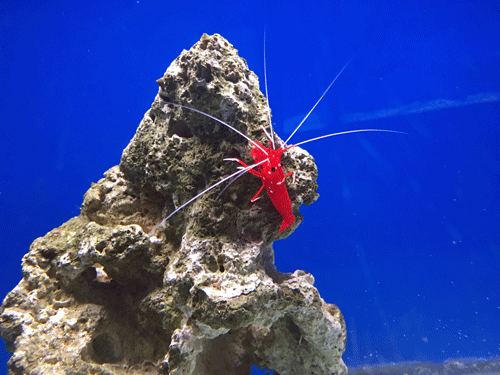 blood red fire shrimp lysmata debelius