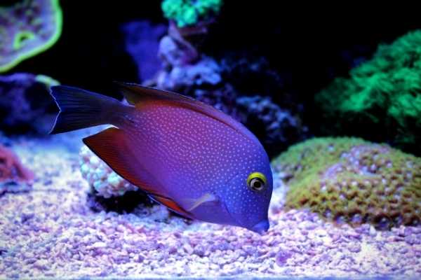 Yellow eye kole tang grazing