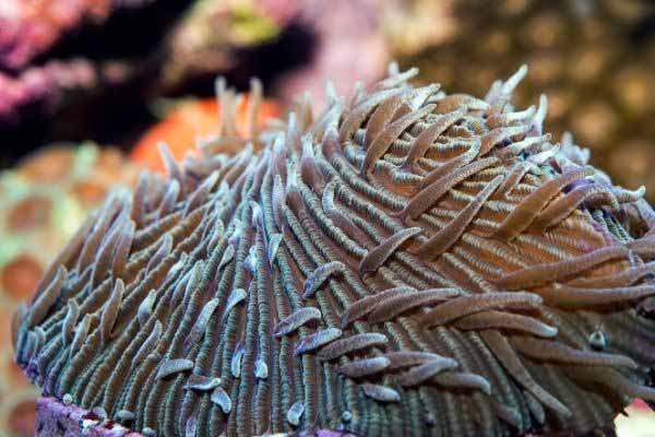 Animals Large polyps of Fungia coral