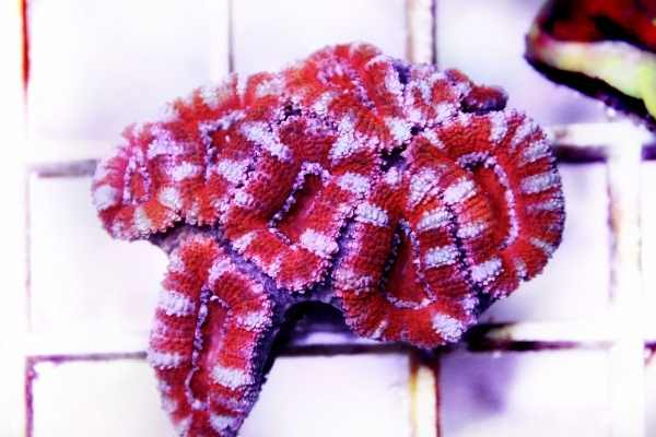 red acan coral for sale in a dealer shop