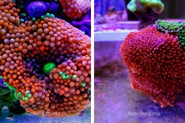 Caribbean Ricordea florida vs. Ricordea yuma mushroom corals