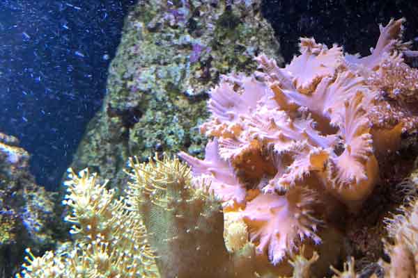 sinularia and devil's hand coral