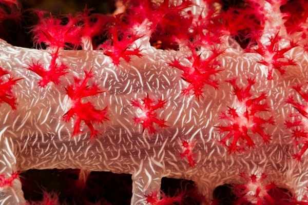 aquacultured specimen online close up of a carnation soft coral where you can see the white sclerites embedded in the translucent skin near the red polyps