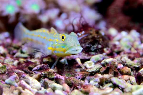 Diamond goby on a large rubble substrate with red slime algae