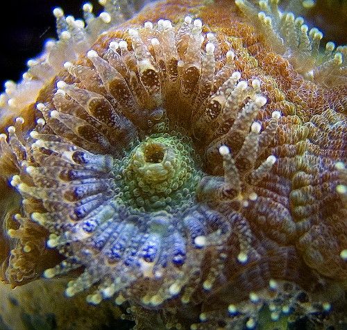 Feeding time! Acan coral polyps extended