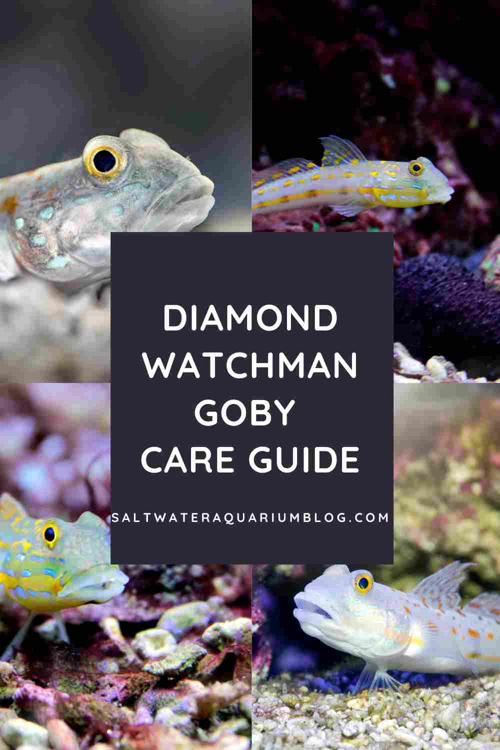 Diamond watchman goby care guide