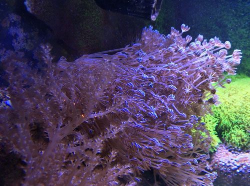 xenia coral, xenia elongata