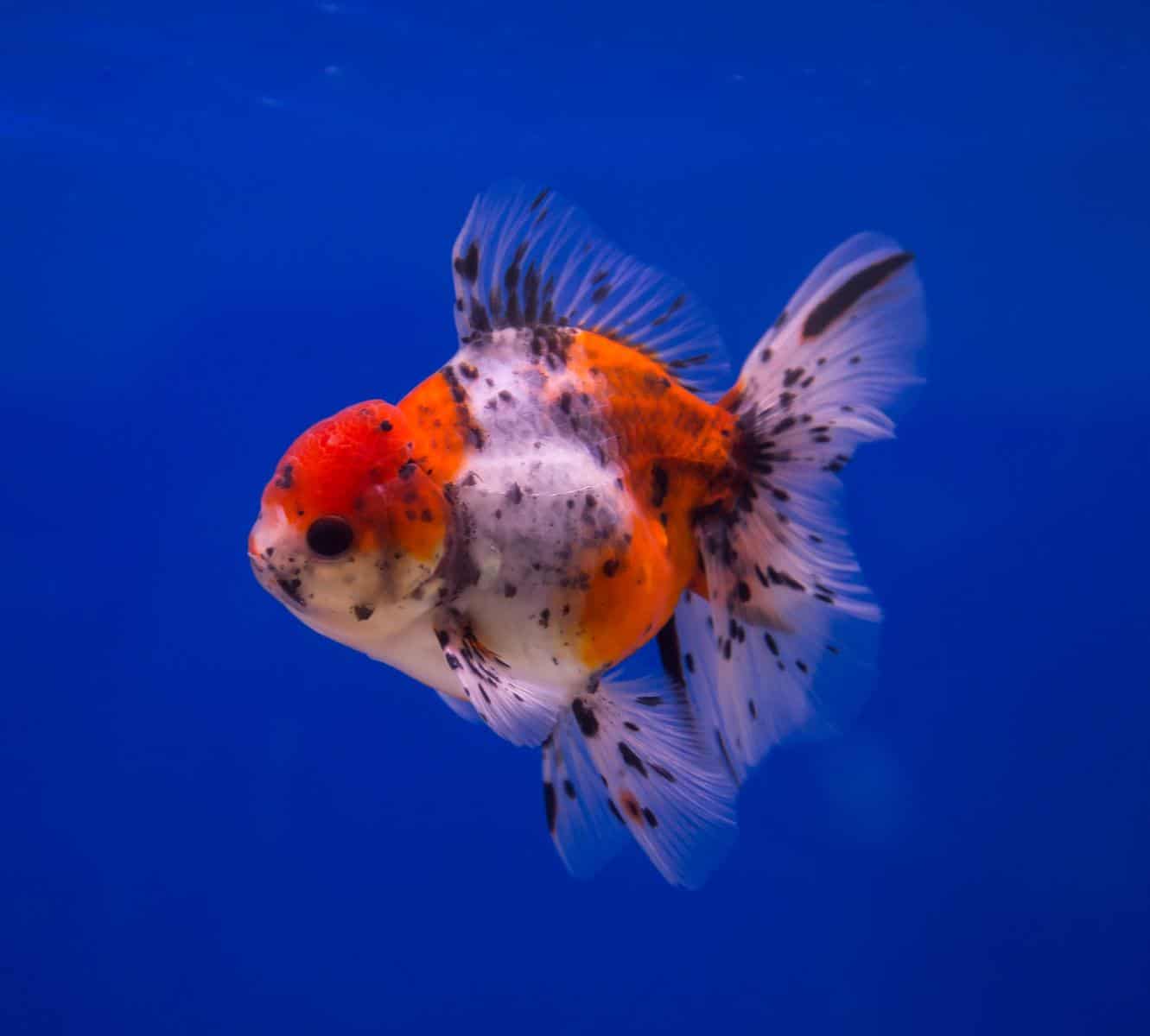 calico goldfish in a blue background
