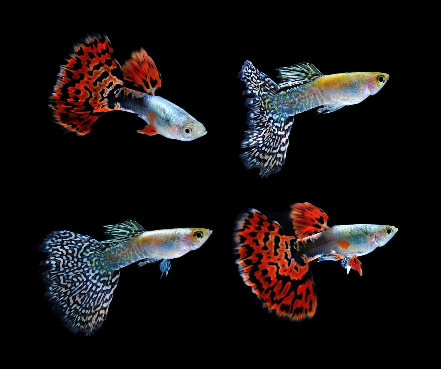 group of cobra guppy fish