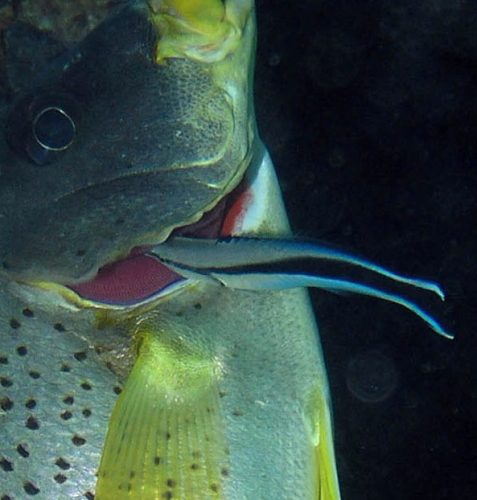 Bluestreak Cleaner wrasse image adapted from BBM Explorer