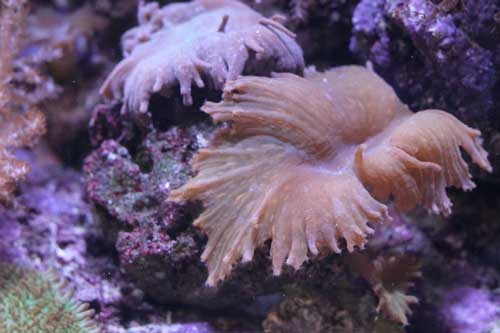 cabbage leather coral
