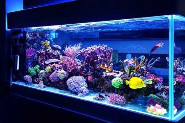 advanced saltwater aquarium set up
