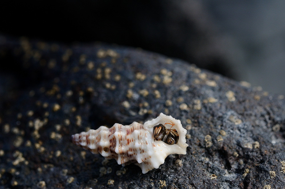 Ecuadorian hermit crab Ecuadorian hermit crab