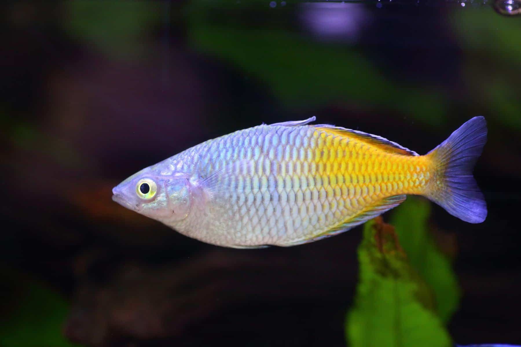 Boesemani Rainbowfish in aquarium