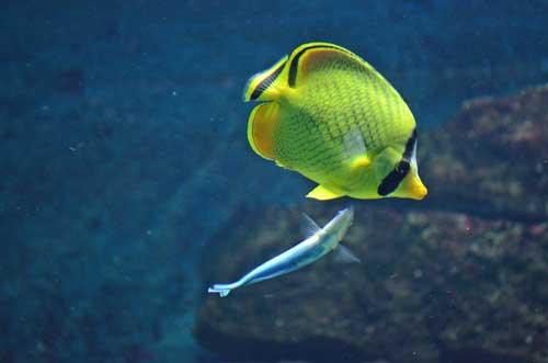 Bluestreak cleaner wrasse and butterflyfish