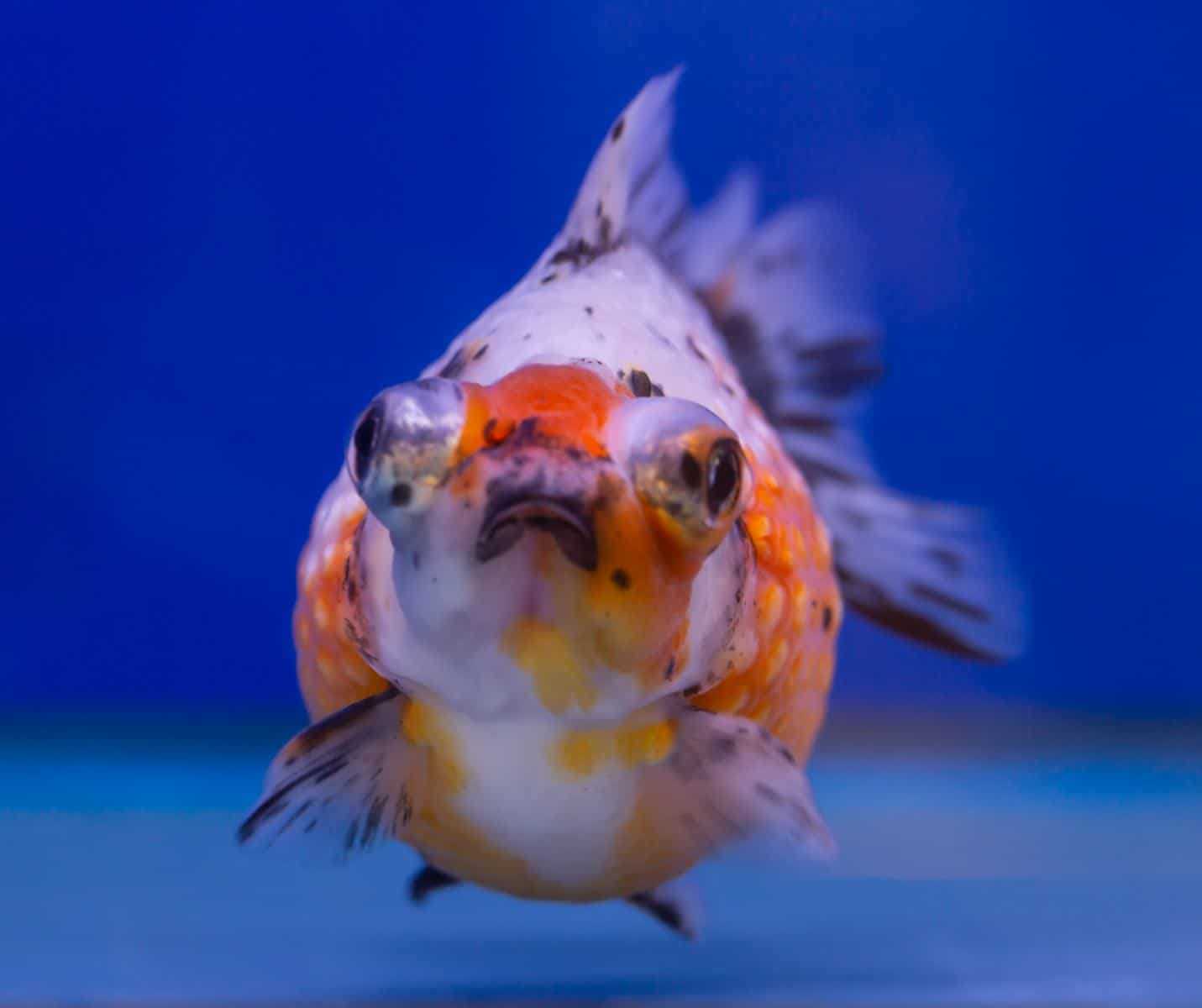 front view of calico goldfish
