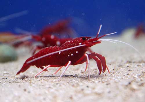 More than one Fire shrimp on sand