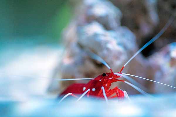 Blood red fire shrimp a reef tank
